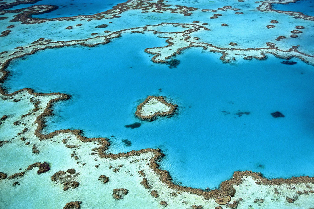 Corporate team members snorkeling in the Great Barrier Reef, experiencing underwater adventure during team building activities in Queensland.